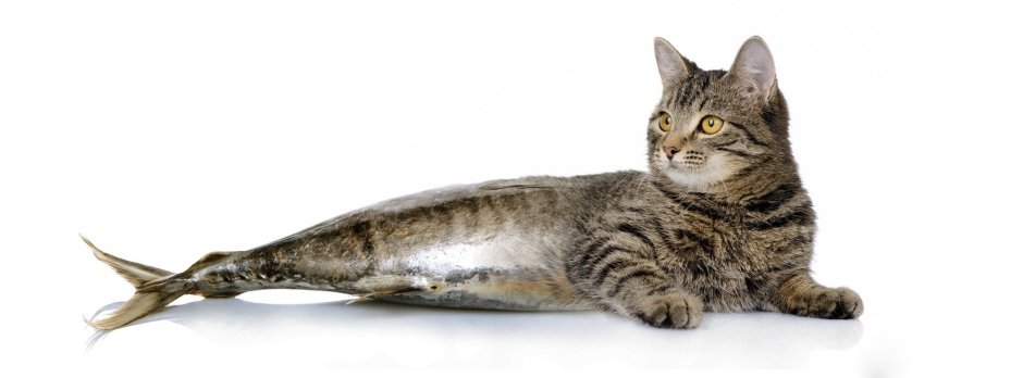 Кот с хвостом рыбы