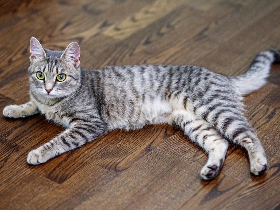 Азиатская табби серая полосатая