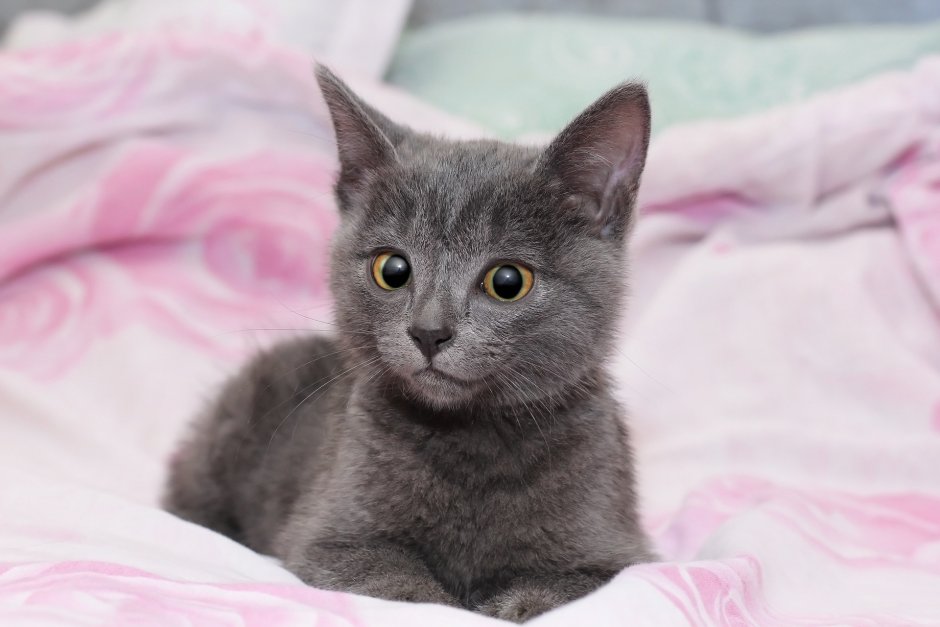Шартрез котенок маленький