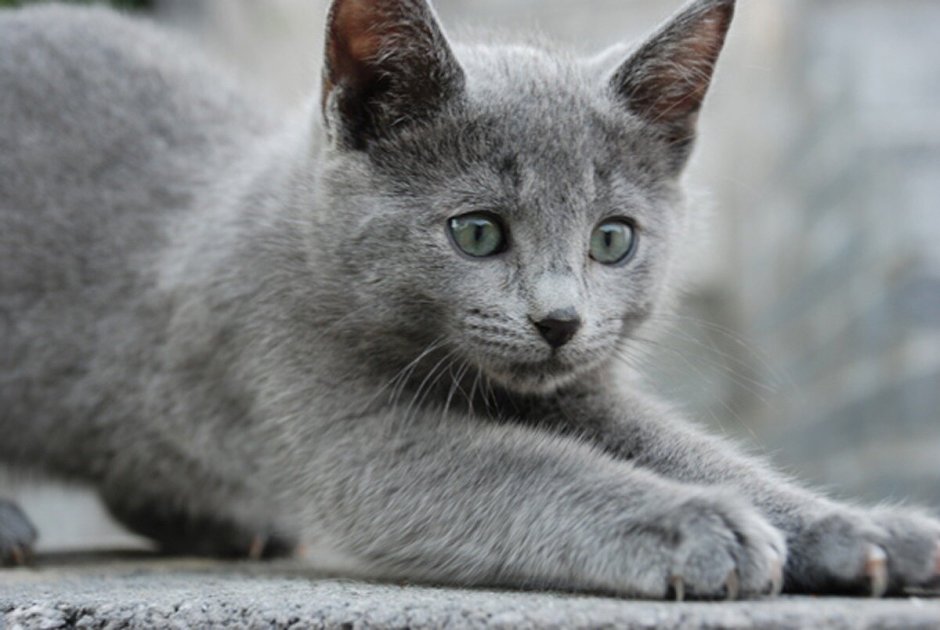 Русская голубая короткошерстная кошка