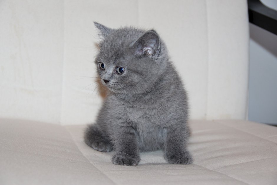 Британский дымчатый котенок