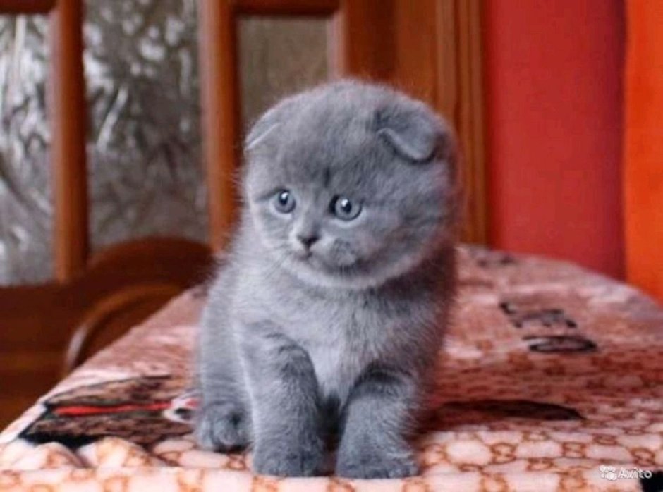 Шотландский вислоухий голубой котенок