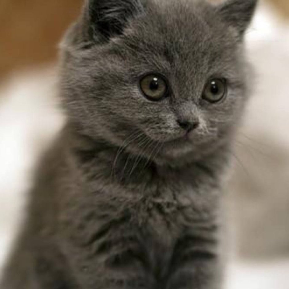 Котенок дымчатого цвета