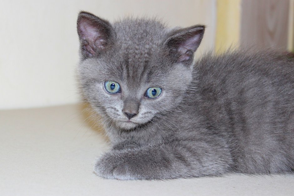 Серенький котенок