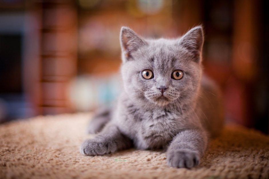 Кот серый