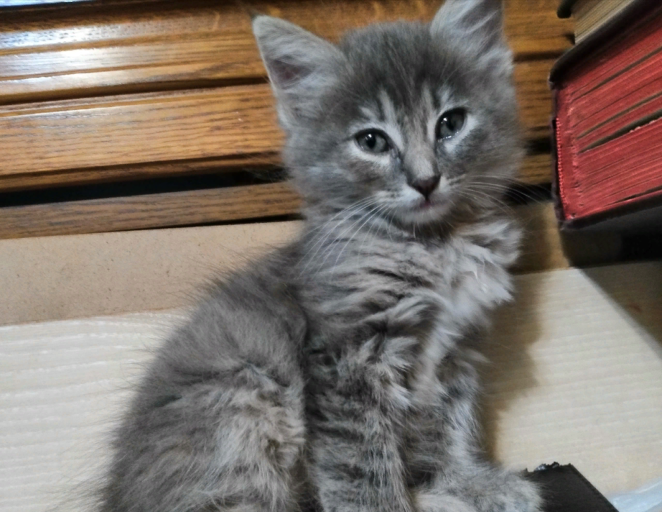 Дымчатый котенок девочка