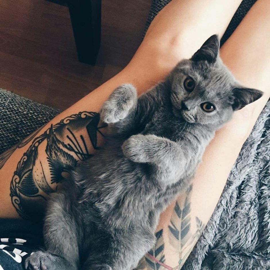 Девушка с котом Эстетика