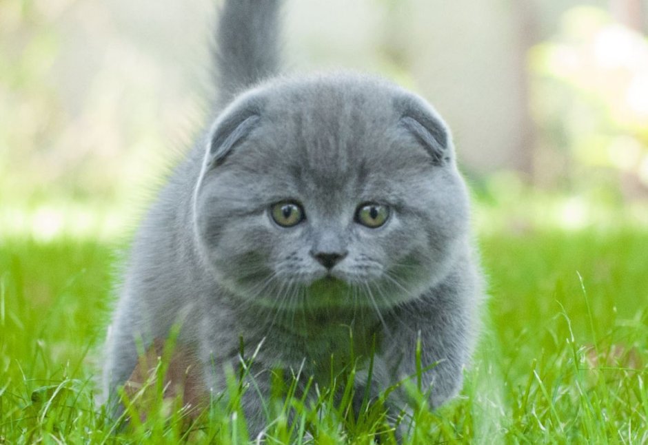 Шотландский вислоухий кот серый