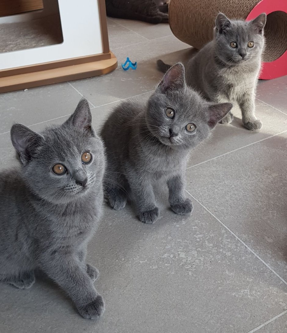 Британская дымчатая кошка