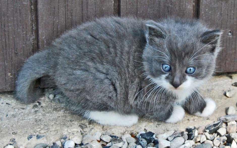 Котенок пепельного цвета
