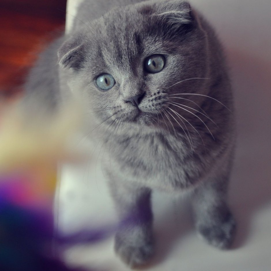 Шотландская вислоухая кошка серо белая