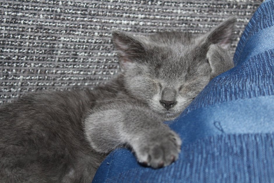 Дымчатый котенок