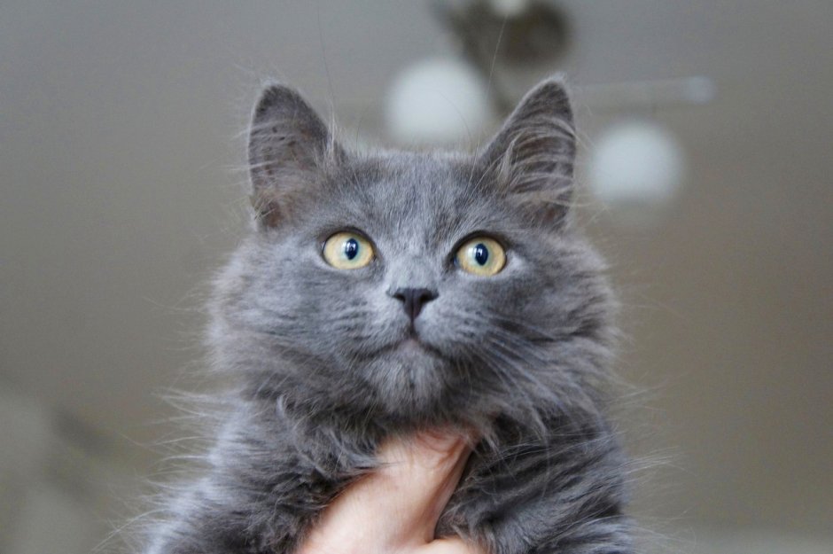 Нибелунг кошка метис