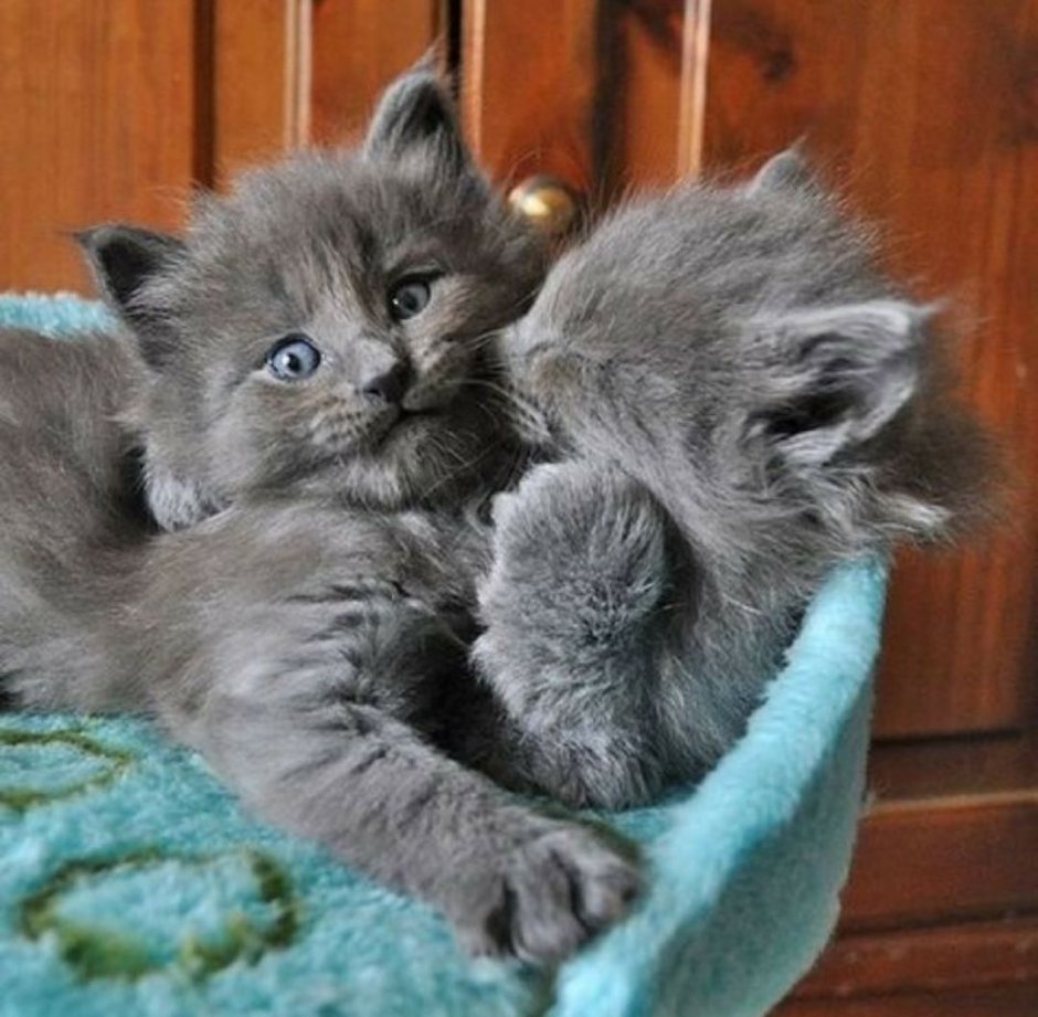 Нибелунг серый котенок
