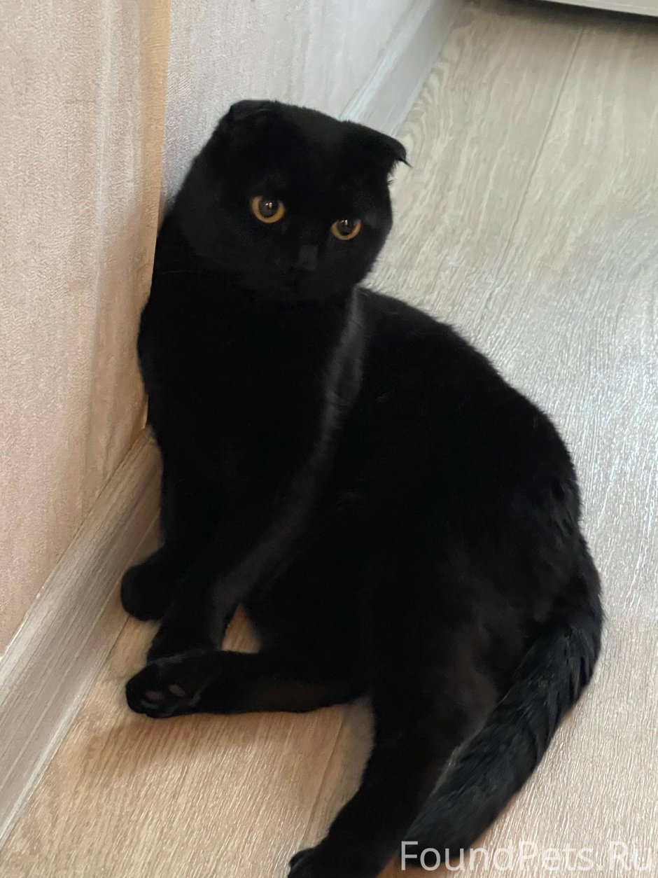 Скоттиш фолд котята черные