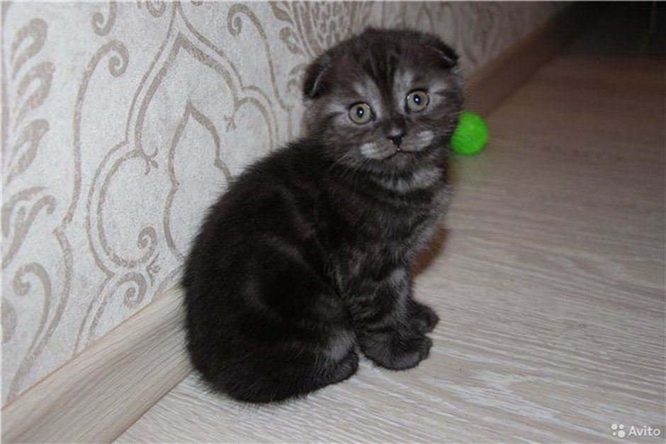 Шотландская вислоухая кошка черная