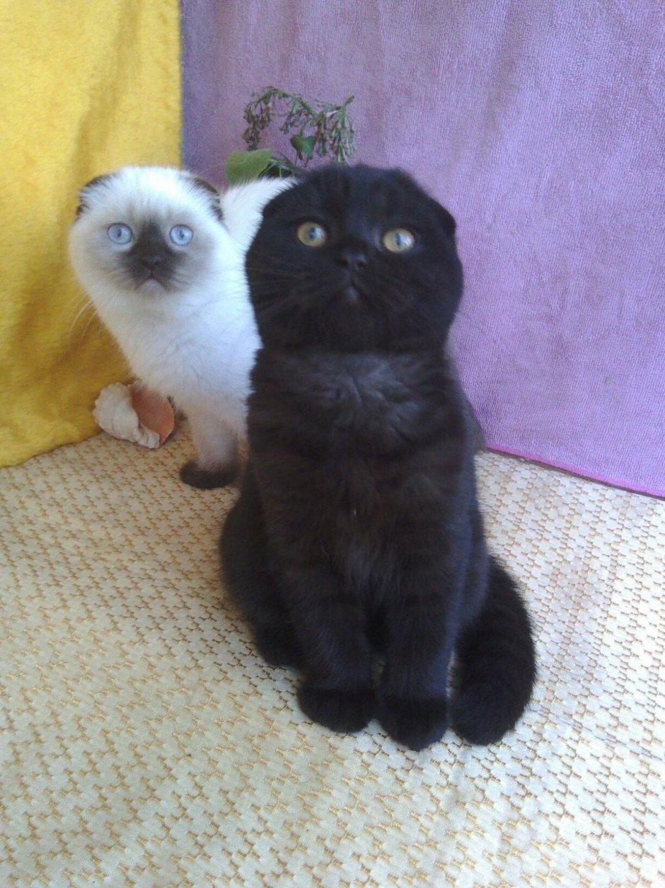 Ирландский вислоухий кот