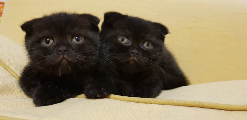 Шотландский вислоухий кот черный