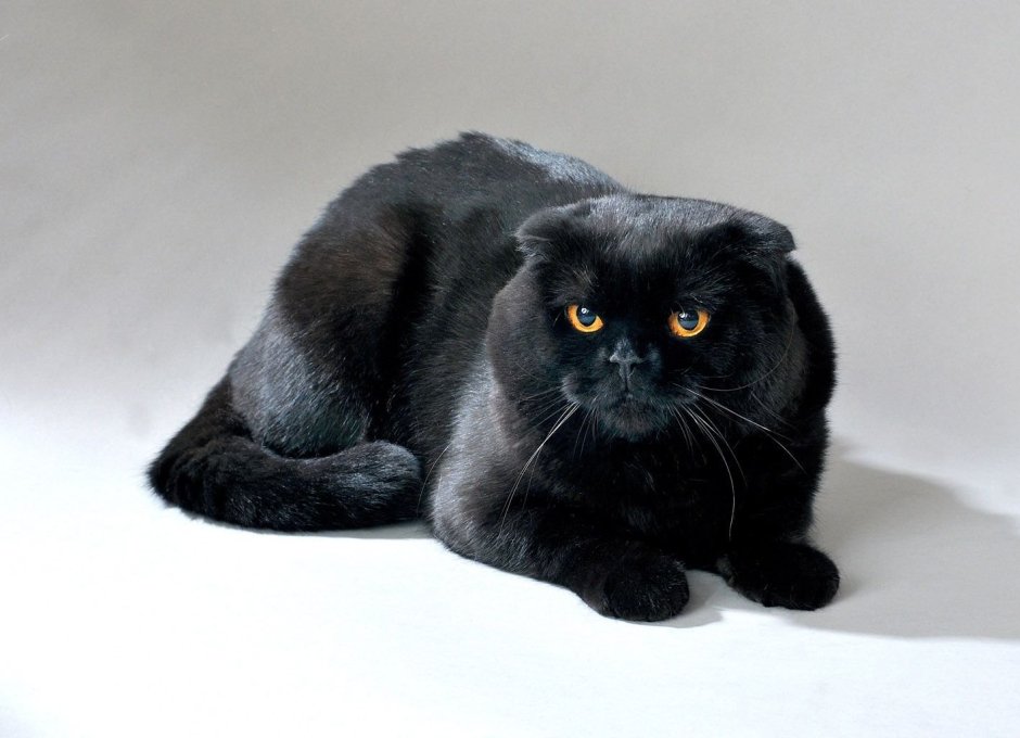 Чёрный вислоухий кот на белом фоне