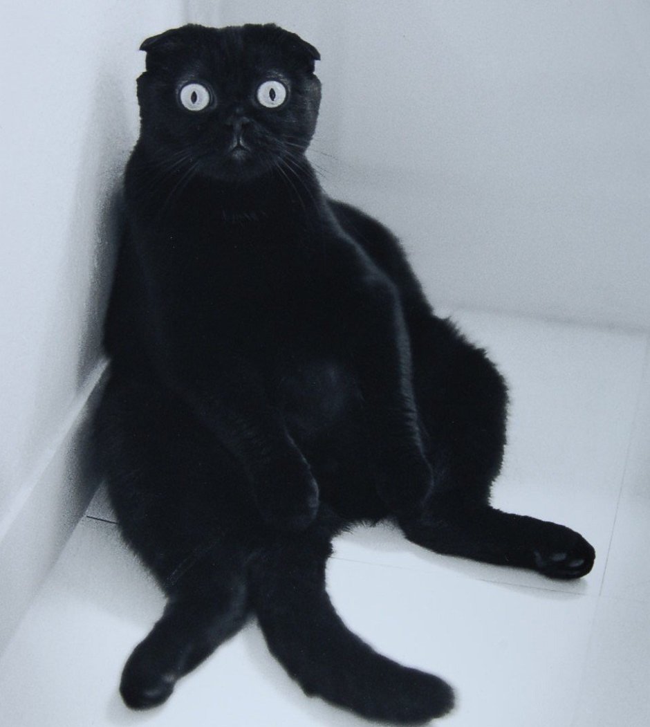 Черный котенок