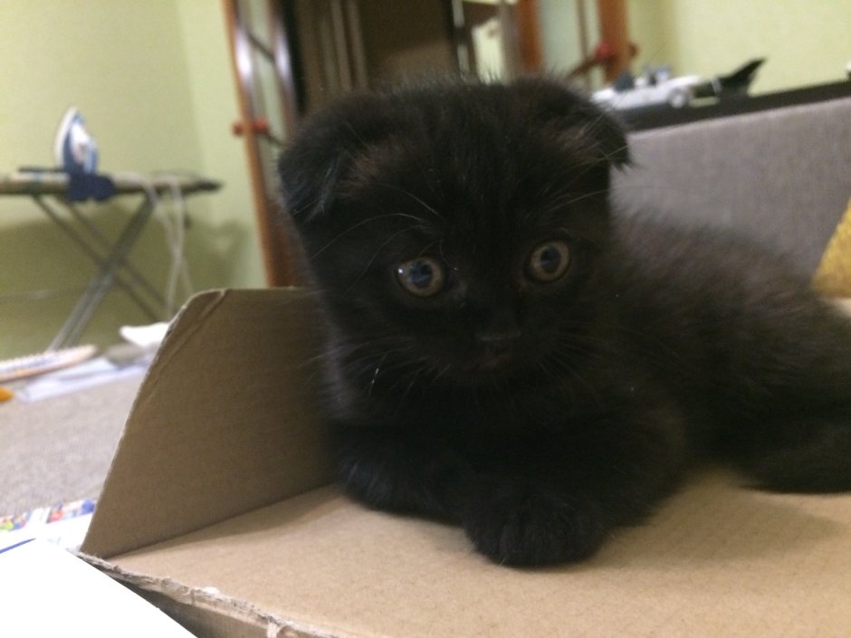 Скоттиш фолд метис черный
