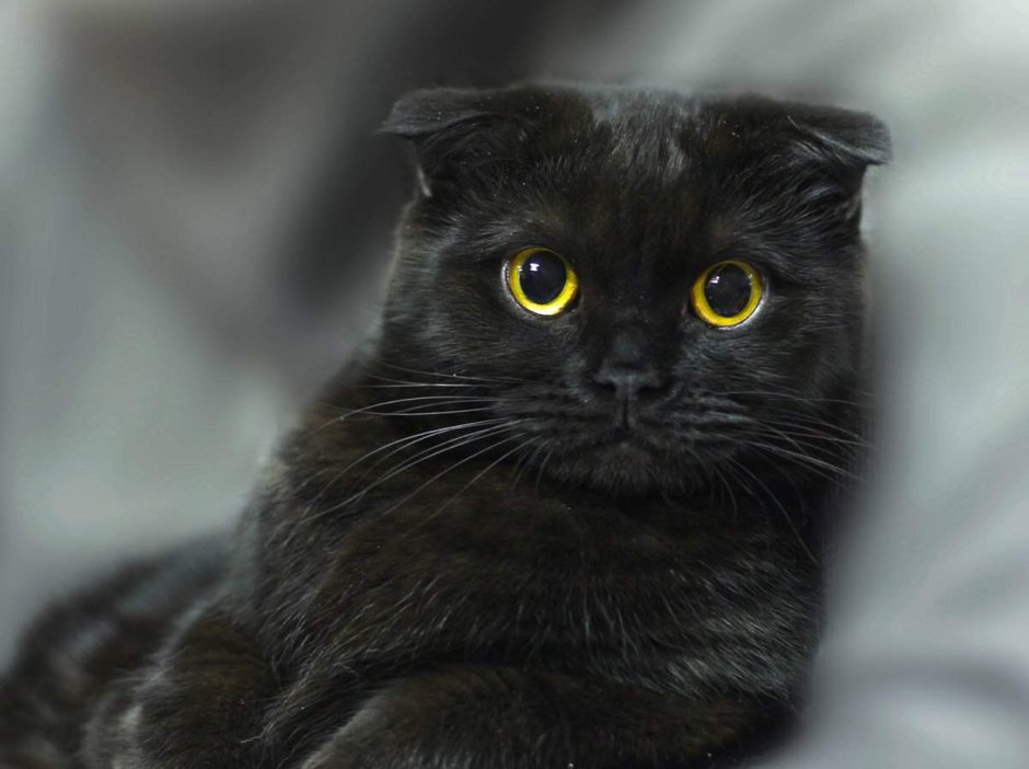 Скоттиш фолд котята черные