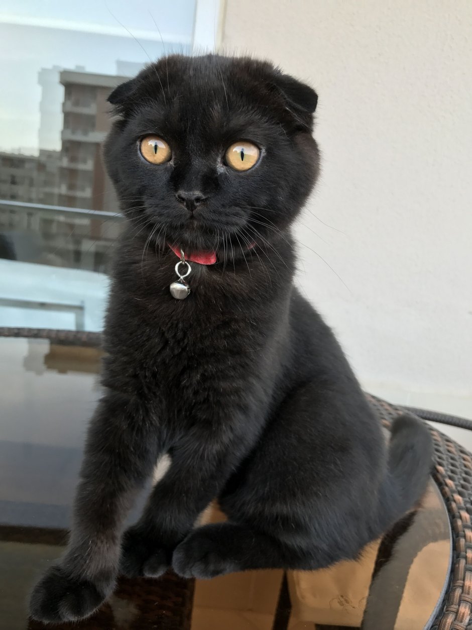 Шотландская вислоухая кошка черная