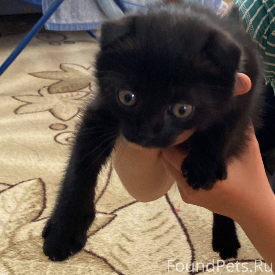 Британский вислоухий котенок черный