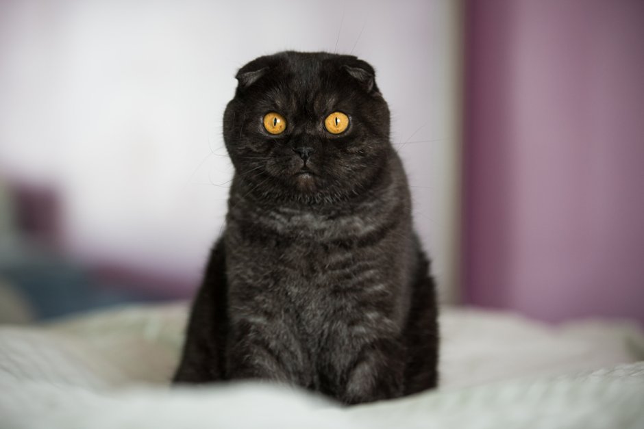 Новогодний черный вислоухий котик