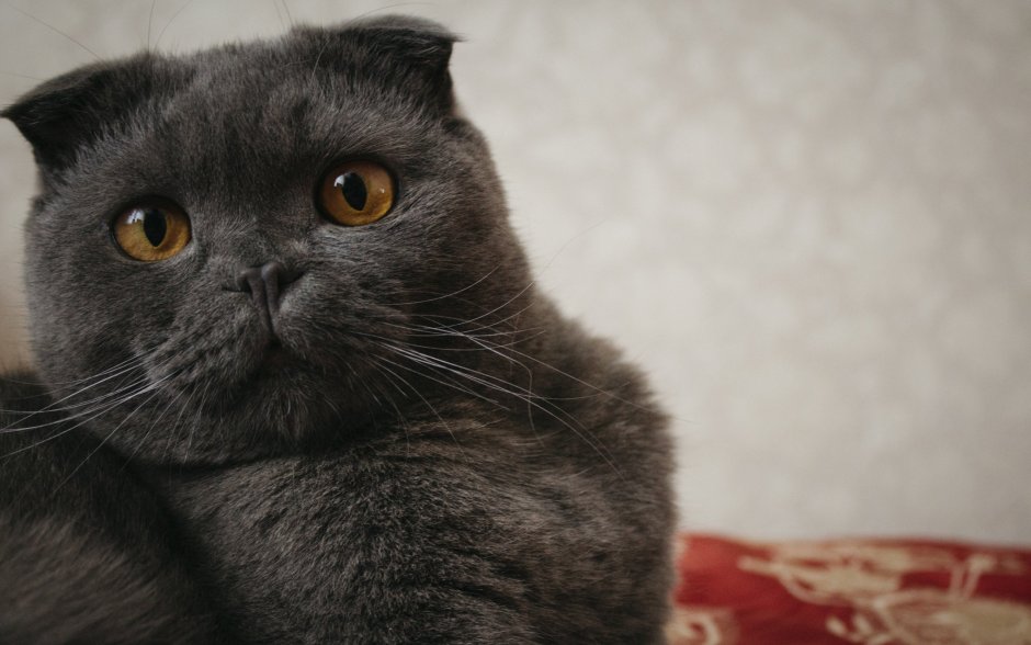 Дымчатые котята шотландцы