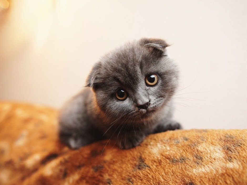 Шотландская вислоухая кошка черная