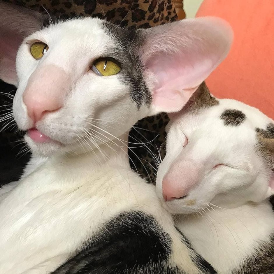 Ориенталов котята