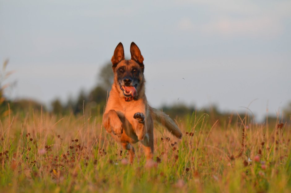 German Shepherd немецкая овчарка