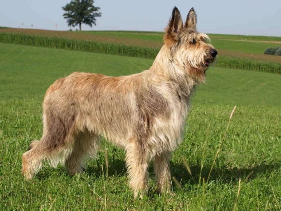 Пикардийская овчарка