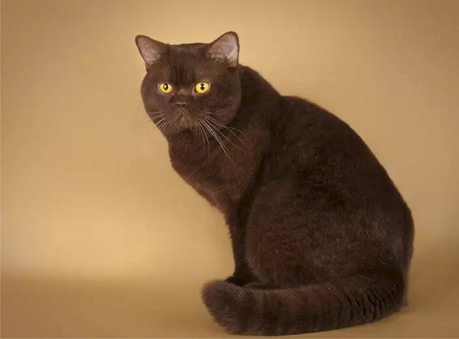 Йоркская Шотландская кошка