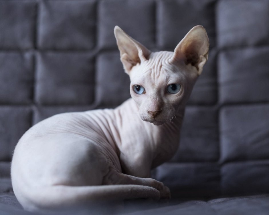 Кошка сфинкс велюровая