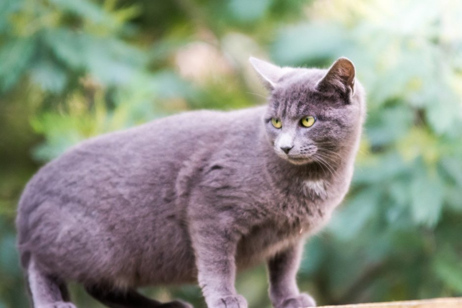 Сибирский голубая кошка короткошерстная