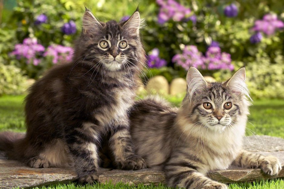 Фотографии кошек