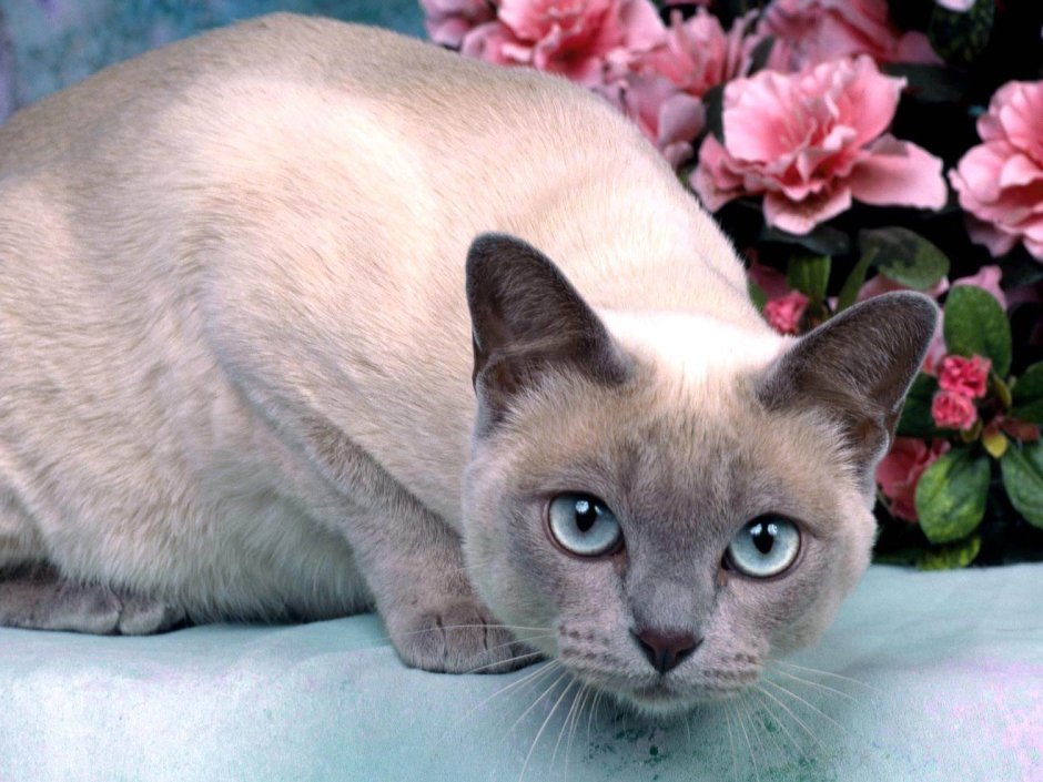 Тонкинская кошка (тонкинез)