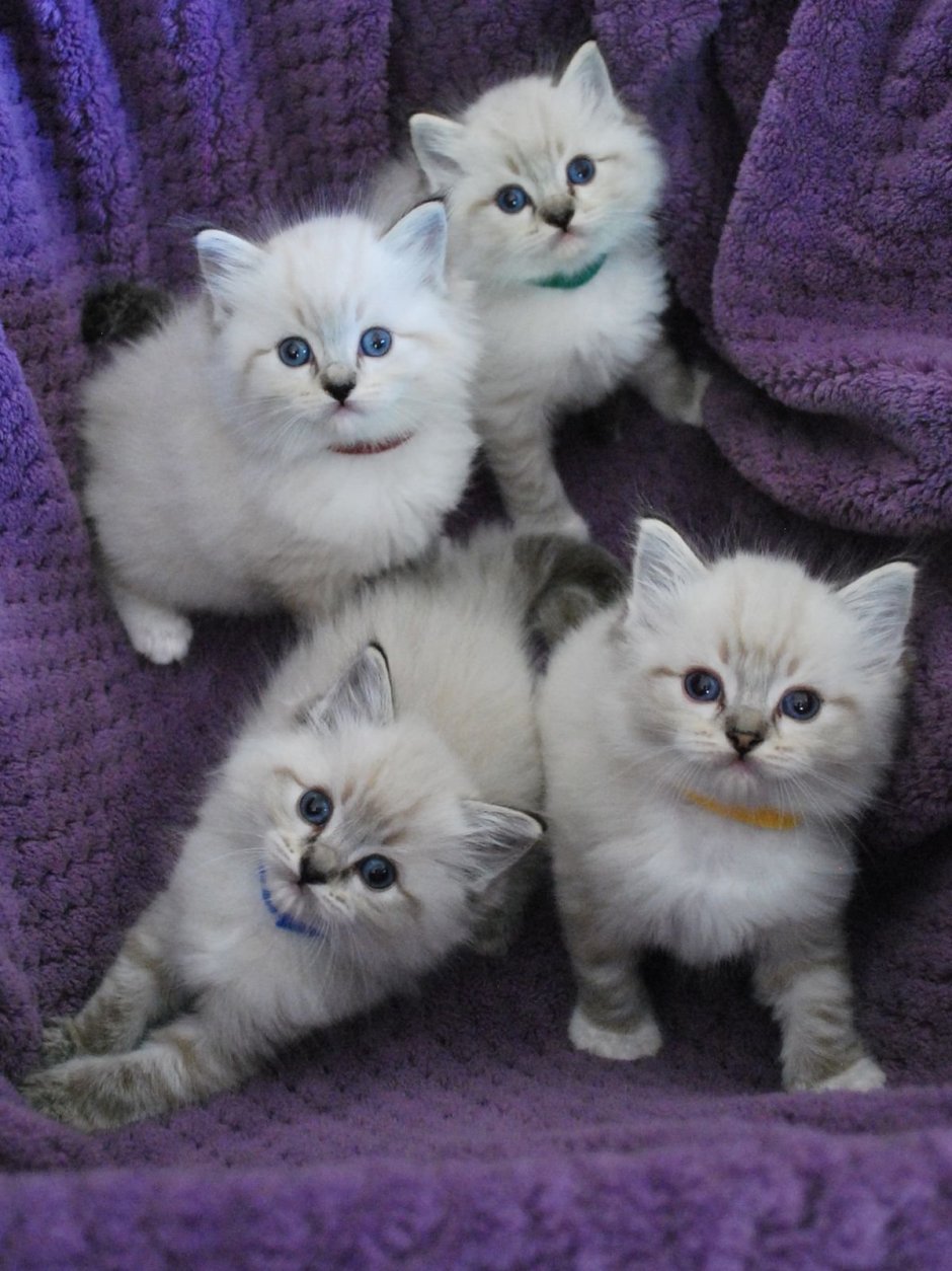 Рэгдолл котята