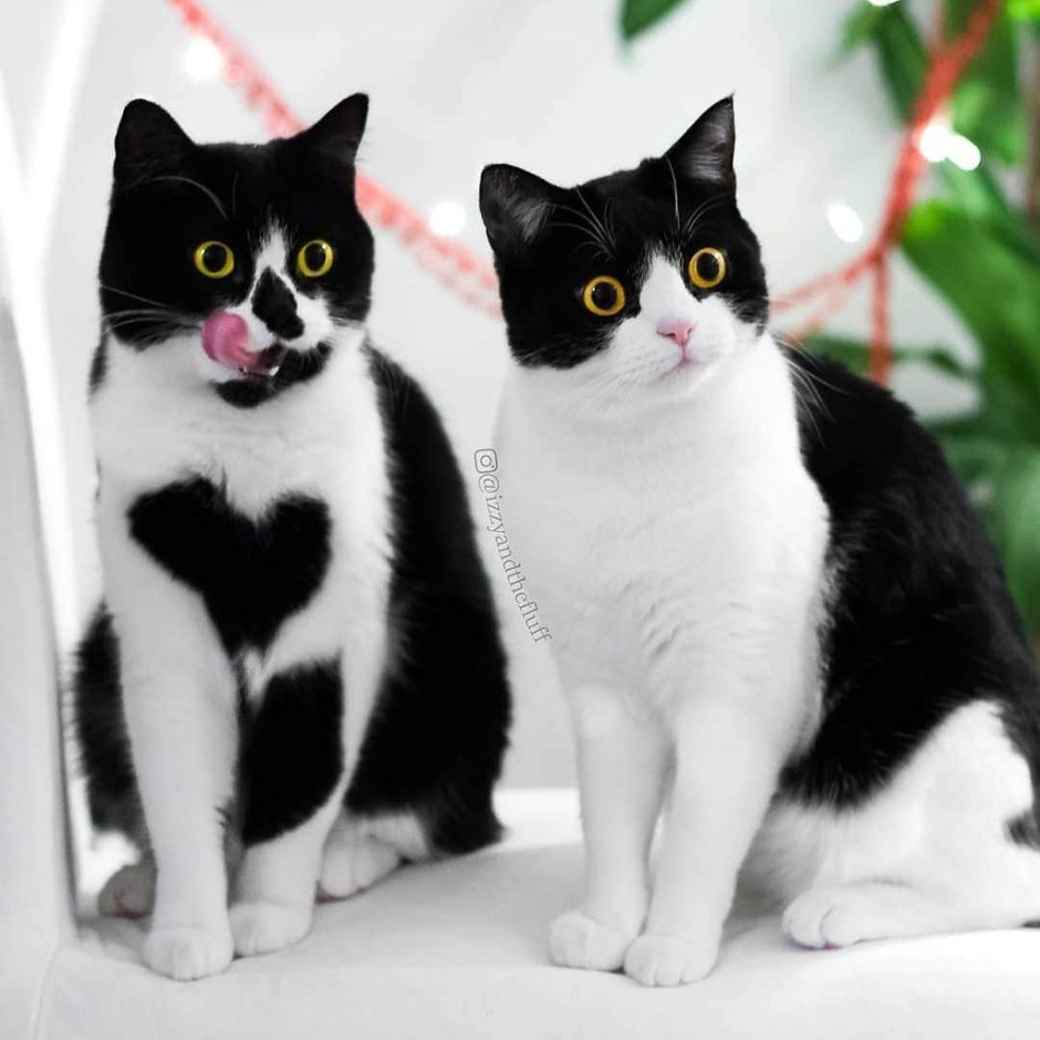 Разные расцветки кошек