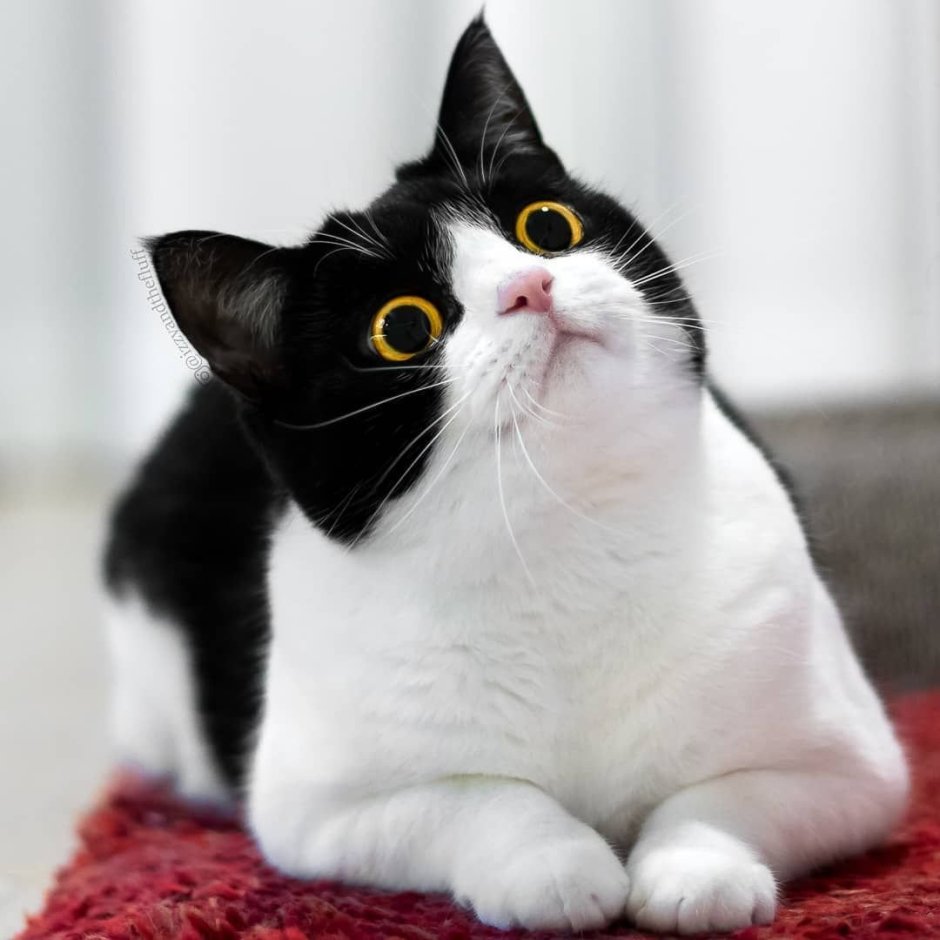 Кошка Иззи
