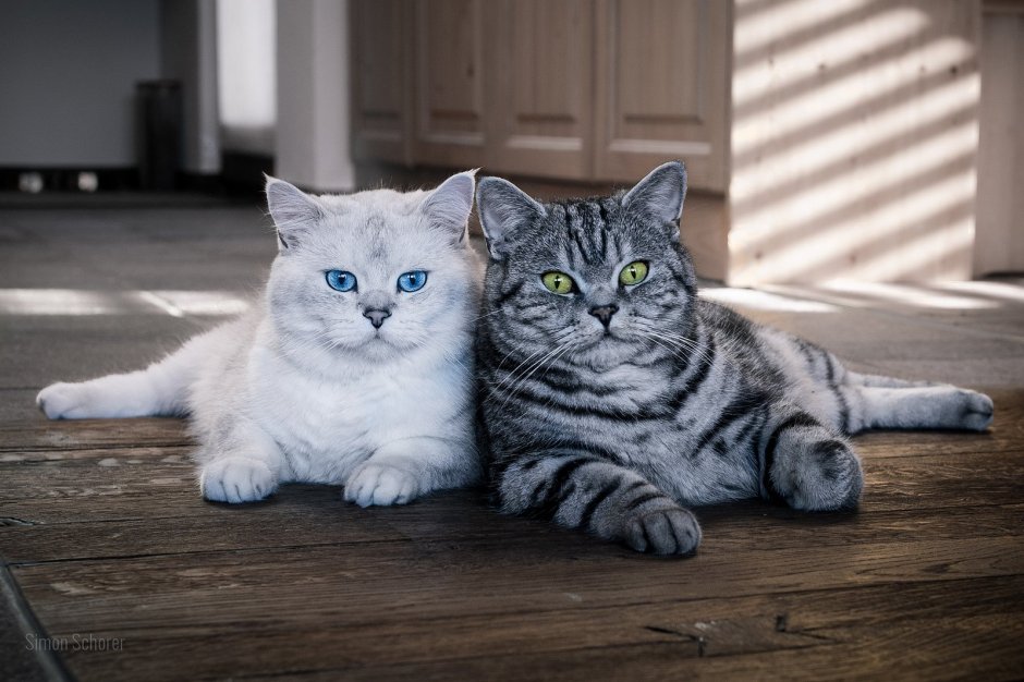 Британская кошка
