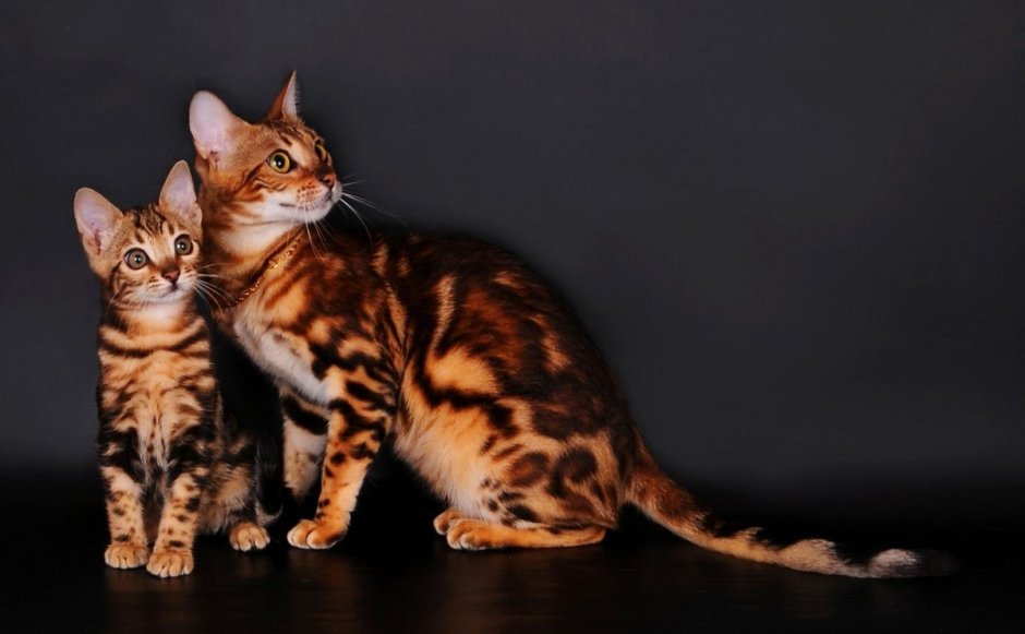 Бенгальская короткошерстная кошка