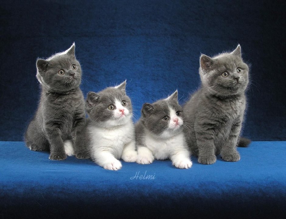 Кошки маленькие британские короткошерстные
