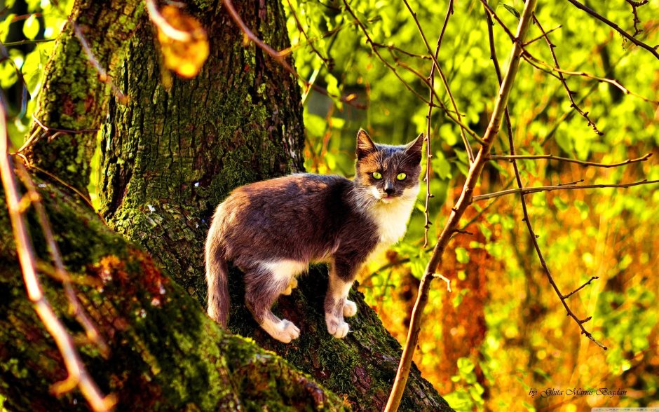 Кошка в лесу