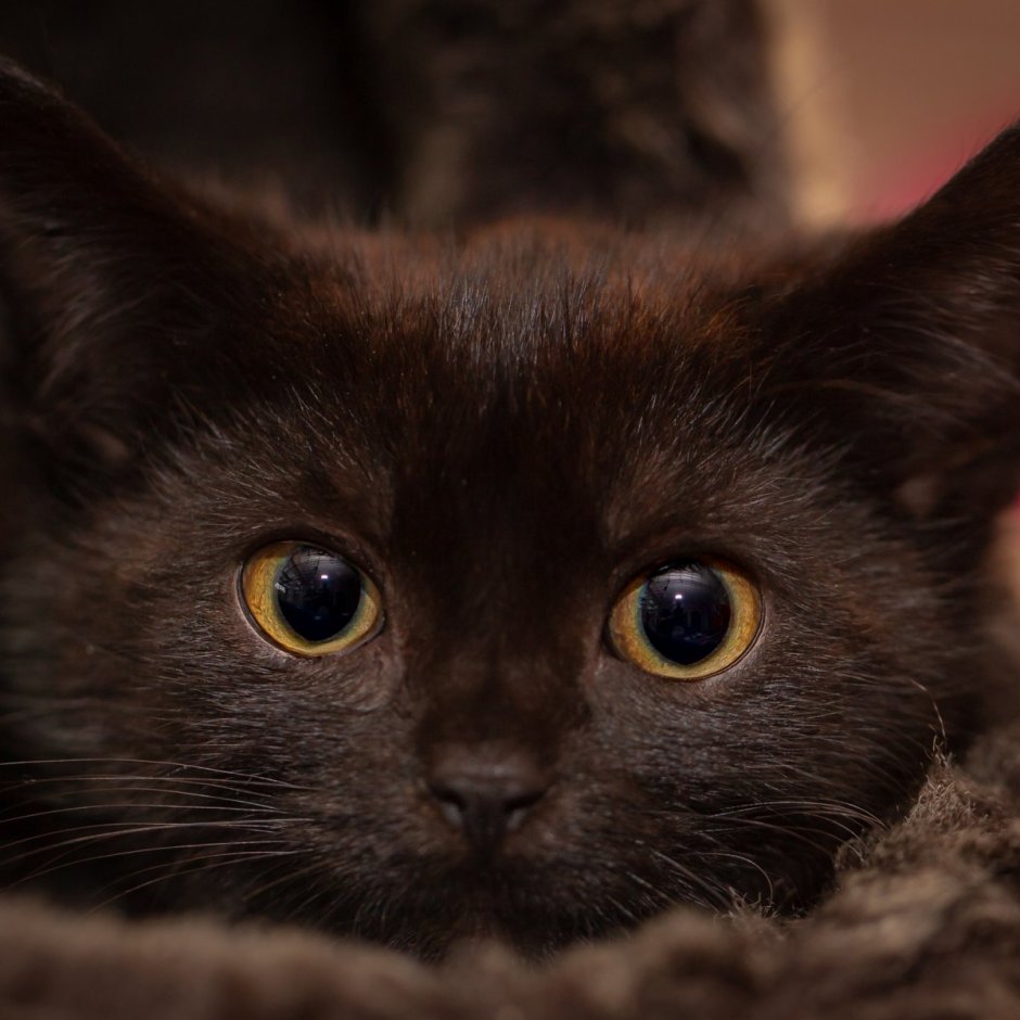 Бомбейская кошка
