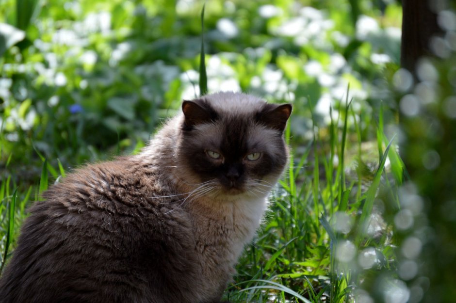 Коричневый котенок в траве