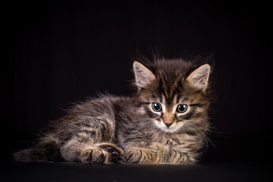 Красивые котята