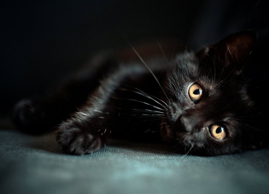 Черный котенок